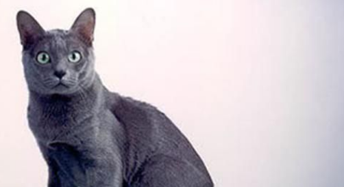 科拉特猫不会用猫砂怎么办?不要急,跟我学! 科拉特猫不会用猫砂怎么办?不要急,跟我学!