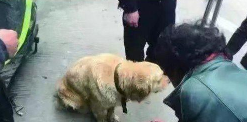 金毛不懂事见车就上,过路人只有通电话警报,警员看到狗狗后就痛哭 金毛不懂事见车就上,过路人只有通电话警报,警员看到狗狗后就痛哭