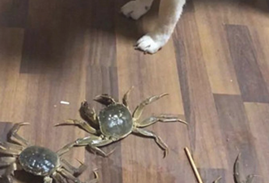 狗狗一直哼哼唧唧，主人靠近后一脸懵，它是发生了啥？