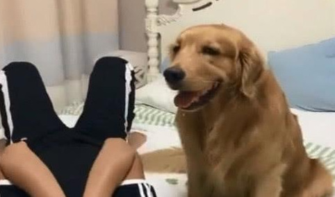 主人家心情郁闷在床上哭泣,金毛见到以后的反映很感人至深!