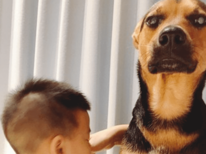 小狗带孩子后的目光转变......这也太令人心痛了！
