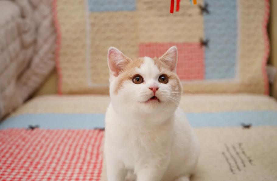 猫咪生产完后什么时候能做绝育手术