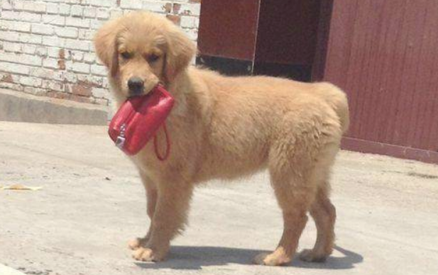 主人愤然出走，金毛叼着一个物品追来，细心一看我笑了！