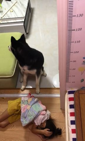 狗狗眼见小主人在地面上睡觉了,接下去的行为,令人内心一阵暖 狗狗眼见小主人在地面上睡觉了,接下去的行为,令人内心一阵暖