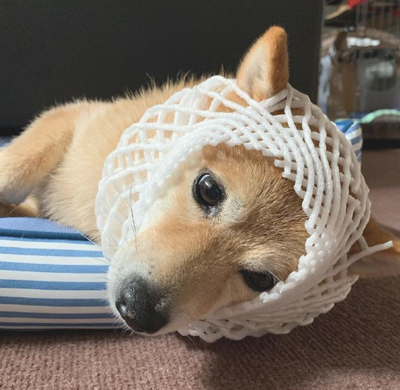 网友将水果防护膜套在柴犬头顶,仿佛一名伤者,狗:柴果已交货! 网友将水果防护膜套在柴犬头顶,仿佛一名伤者,狗:柴果已交货!