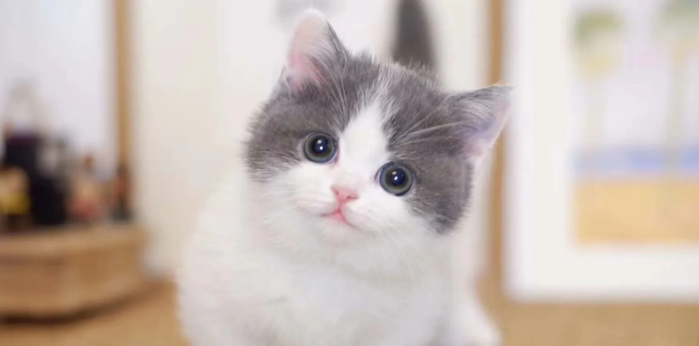 怎么确定母猫有没有被上 怎么确定母猫有没有被上