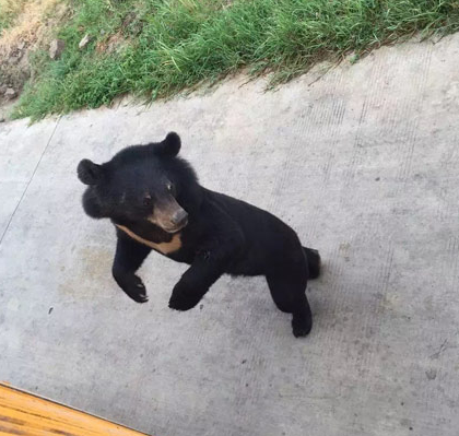 上海野生动物园一只黑熊被一群老虎活活咬死