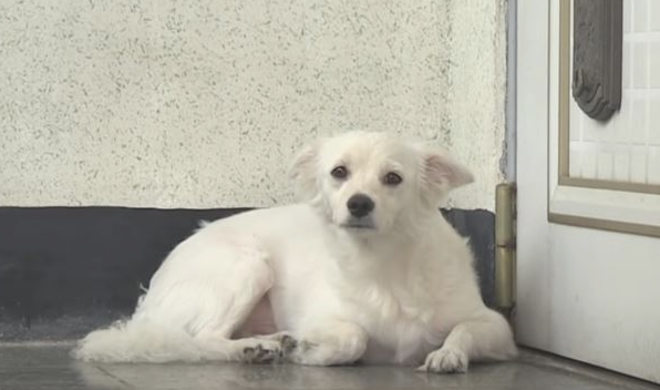 狗狗请女子帮助开关门,早已三个月没进自己大门口,结果太贴心了