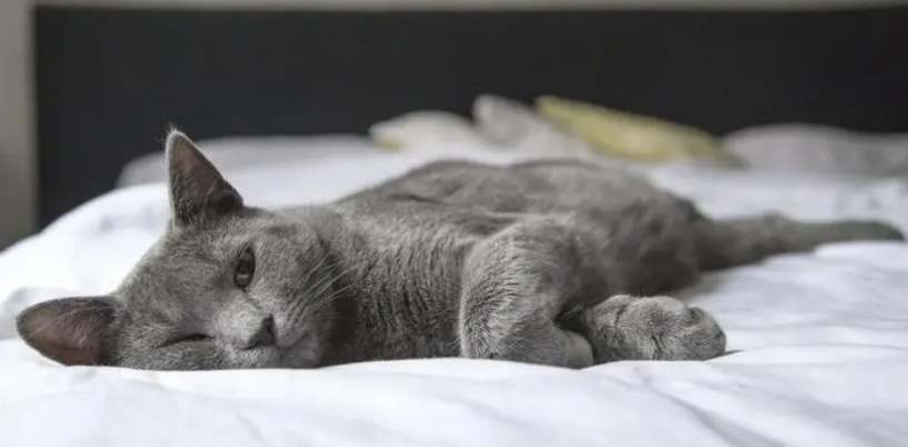猫咪的鼻子变白是不是生病了 猫咪的鼻子变白是不是生病了
