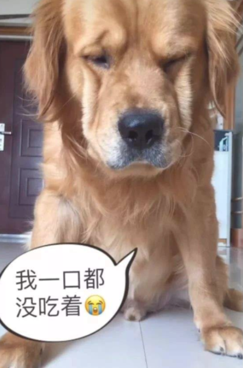 金毛的肉干被媳妇儿吃完后，一个囧呈现在小狗脸部