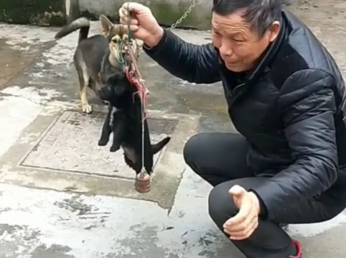 狗狗生下个独根，主人嫌太不便，在它眼前称斤卖，急得直跺脚