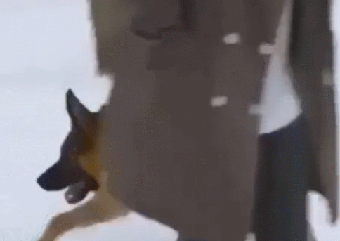 狗狗身体简短，跑起来像大猩猩，常常被很多人瞧不起！
