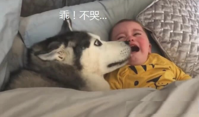 小主人嚎啕大哭，二哈赶忙钻入被窝里哄，女主角回家见到这幕笑了！
