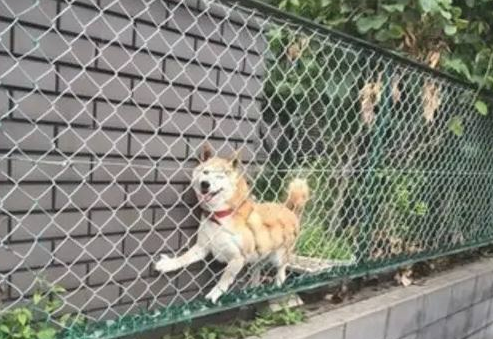 主人带柴犬出来转悠,結果每次都走丢,最终竟在那样的地点寻找它 主人带柴犬出来转悠,結果每次都走丢,最终竟在那样的地点寻找它