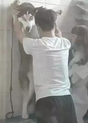 哈士奇洗澡太吵闹，被强摁在墙壁，萨摩耶笑到：被强吻了