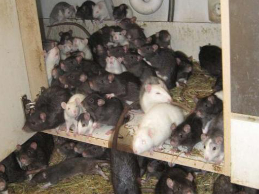 一德国男子因长时间住院家中的20只宠物鼠已变成300多只