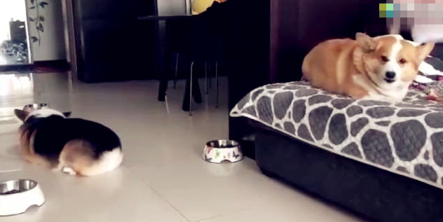 二只柯基犬在家里争吵,主人正提前准备阻止,結果狗子的行为笑喷了 二只柯基犬在家里争吵,主人正提前准备阻止,結果狗子的行为笑喷了