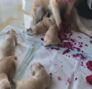 主人下班回家,发现金毛身上全是血,走近研究后主人不淡定了 主人下班回家,发现金毛身上全是血,走近研究后主人不淡定了