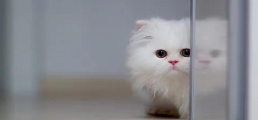 20天小奶猫后腿无力怎么回事