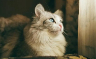 猫得了猫癣用什么药膏比较好