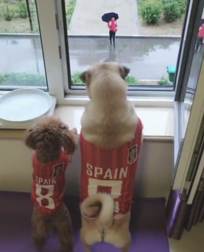 狗狗们趴到窗前等待男主回家,这种感觉确实是十分幸福! 狗狗们趴到窗前等待男主回家,这种感觉确实是十分幸福!