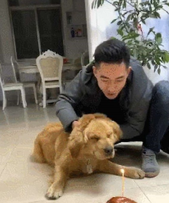 网友给金毛生日日，强制让它熄灭焟烛，狗狗：本届的主人真的很难带啊