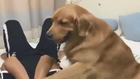 主人家心情郁闷在床上哭泣,金毛见到以后的反映很感人至深!