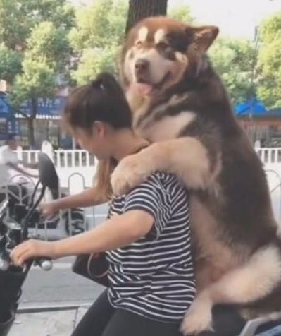 女人骑着电动车带阿拉斯加犬去玩，骑到半路不幸发生了！