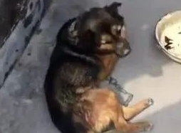 狗狗在熟睡中被人追杀,躺地面上瘋狂飞奔,醒后都懵了! 狗狗在熟睡中被人追杀,躺地面上瘋狂飞奔,醒后都懵了!