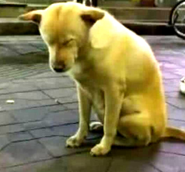 狗狗陪主人夜市街摆摊,见到它的气势过路人笑坏,简直刁难狗狗了 狗狗陪主人夜市街摆摊,见到它的气势过路人笑坏,简直刁难狗狗了