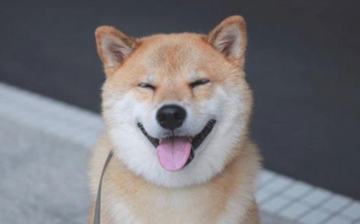 柴犬为了更好地用餐施展使出浑身解数，层出不穷，铲屎官：我服输
