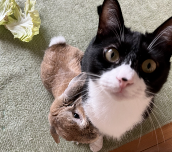 养了一只猫,又养了一只小兔子…于是猫猫就有了小兔子背包! 养了一只猫,又养了一只小兔子…于是猫猫就有了小兔子背包!