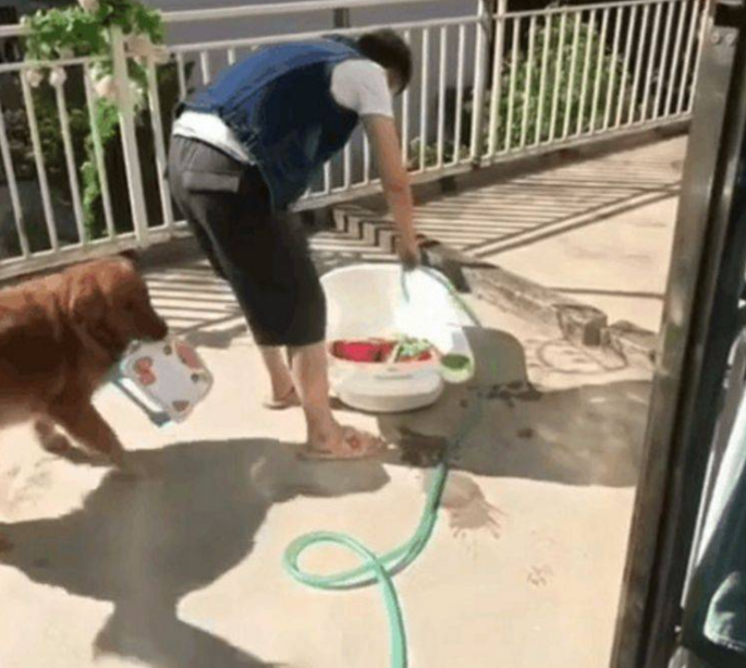 金毛积极给主人家帮助,顺口就递起了管子,这有眼力真的是没有话说! 金毛积极给主人家帮助,顺口就递起了管子,这有眼力真的是没有话说!