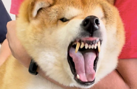 给狗狗打疫苗，隔着屏幕都听到了它的鸣叫声，狗：剑齿虎天下无敌！