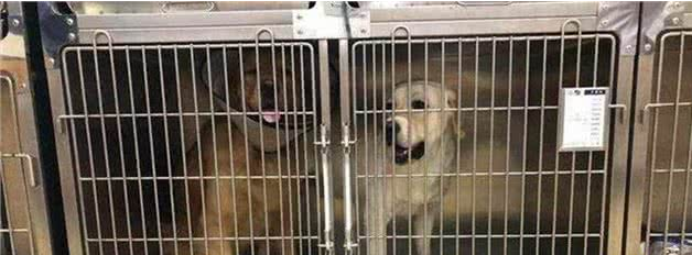 国庆带爱犬自驾游,6件物品别忘带,让你安稳享受美好假期! 国庆带爱犬自驾游,6件物品别忘带,让你安稳享受美好假期!