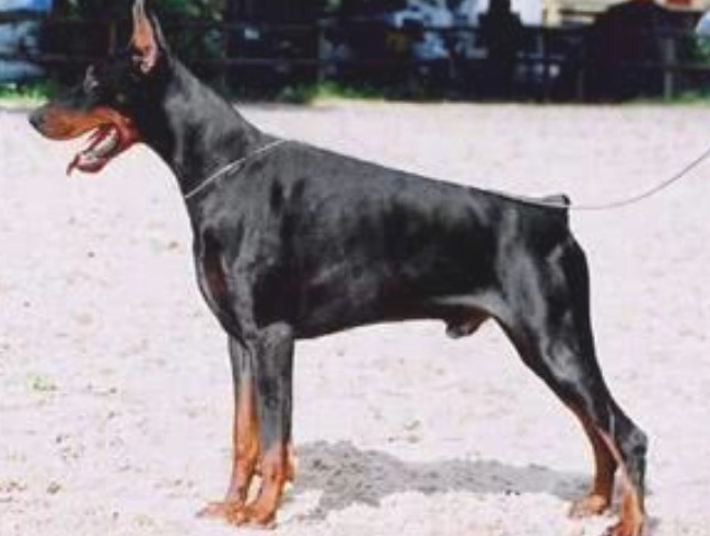 小萌犬刚刚出生就被剪尾,网民疑惑竞相斥责,了解缘故后却缄默了 小萌犬刚刚出生就被剪尾,网民疑惑竞相斥责,了解缘故后却缄默了