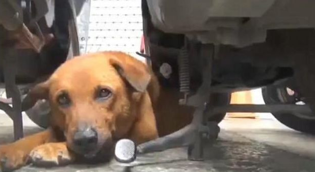 狗狗每日守去医院大门口,大家了解实情后被打动了! 狗狗每日守去医院大门口,大家了解实情后被打动了!