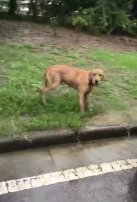 暴雨下了整整的二天两夜,而金毛狗狗也一直在原地不动等主人家! 暴雨下了整整的二天两夜,而金毛狗狗也一直在原地不动等主人家!
