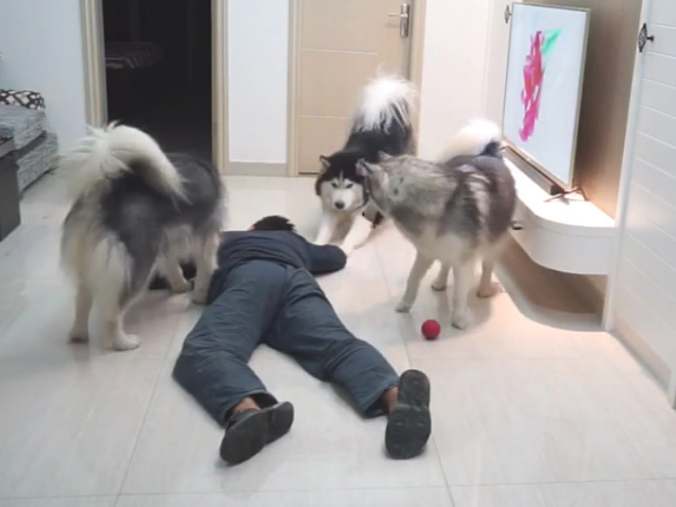 主人装作倒下检测狗子反映，三只狗狗却爱理不理：这货又病发了？