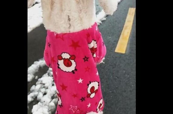 狗狗和主人去堆雪人，输掉以后，那样耍无赖不愿回家！