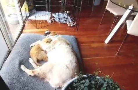 金毛母亲喜得独生子，立即把崽子宠到了天，独生子便是好！