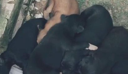 一窝狗狗5黑1黄,狗妈妈承认:生到最终一只,沒有黑墨水了