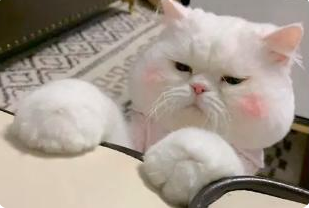 伟嘉猫粮|猫咪换粮怎么做?科学方法get起来 伟嘉猫粮|猫咪换粮怎么做?科学方法get起来
