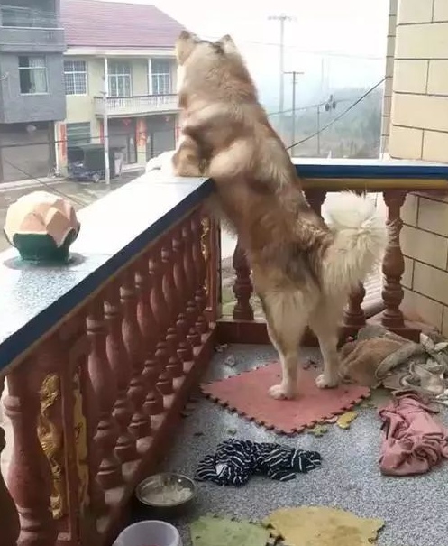 狗狗被妈妈念叨吃不消,每天盼主人家来接,见到相片凌乱了 狗狗被妈妈念叨吃不消,每天盼主人家来接,见到相片凌乱了