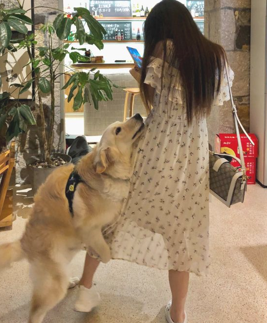 金毛看到美女就兴奋，有很多妹子被它吓来到，拿它没法