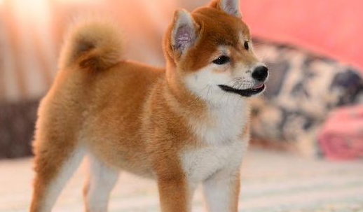 柴犬为了更好地用餐施展使出浑身解数，层出不穷，铲屎官：我服输