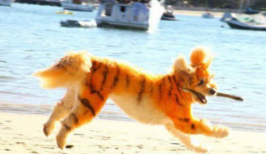 宠物美容师把宠物狗染成老虎的模样 吸引了很多宠物主人的关注