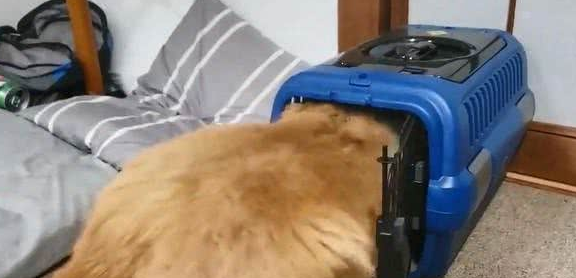 牧羊犬对幼犬航空箱情有独钟，半只脚露在外面，还示意主人关门