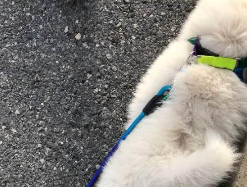 网友求助：都说萨摩耶犬是撒手没，为什么我家的是撒不开手？