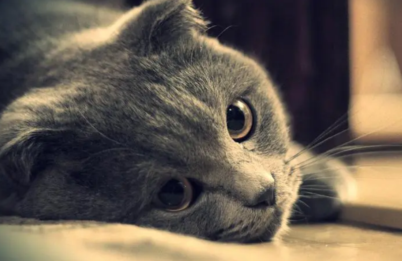 湿性猫传腹能治好吗 湿性猫传腹能治好吗